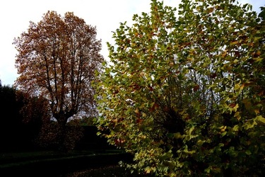 FIRENZE PALAZZO PITTI e GIARDINO DI BOBOLI. Fotografie di Giulio Azzarello &copy;2022.