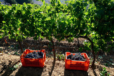 VENDEMMIA a S.Cristina Gela in Sicilia. Fotografie di Giulio Azzarello &copy;2016.