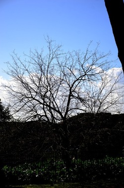 PARCO ARCHEOLOGICO DEL PALATINO Roma. Fotografie di Giulio Azzarello ©2020.