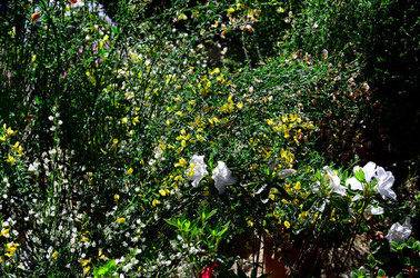 ORTO BOTANICO di Palermo in inverno. Fotografie di Giulio Azzarello &copy;2016.