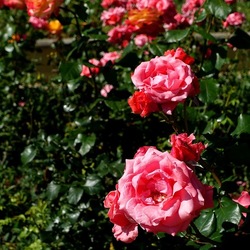 ROSETO. Fotografie di Giulio Azzarello &copy;2022.
