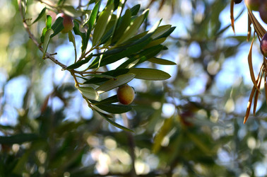 ULIVETO in autunno. Fotografie di Giulio Azzarello ©2014. ULIVETO in autunno. Fotografie di Giulio Azzarello ©2014.