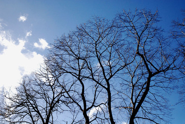 RAMI E ALBERI in inverno. Fotografie di Giulio Azzarello &copy;2014.