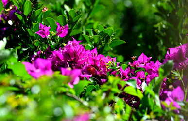 NATURA Violette siciliane in un tipico giardino in estate. Fotografie di Giulio Azzarello &copy;2014.