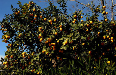 PAESAGGIO CATANESE panoramiche e particolari. Fotografie di Giulio Azzarello &copy;2014.