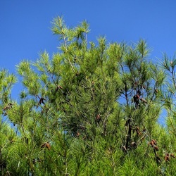 SELINUNTE. Fotografie di Giulio Azzarello ©2022. SELINUNTE. Fotografie di Giulio Azzarello ©2022.