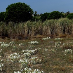 SELINUNTE. Fotografie di Giulio Azzarello ©2022. SELINUNTE. Fotografie di Giulio Azzarello ©2022.