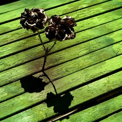 METALLICO. Fotografia di Giulio Azzarello &copy;2023.