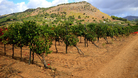 VENDEMMIA di AUTUNNO a S.Cristina Gela in Sicilia. Fotografie di Giulio Azzarello &copy;2016.