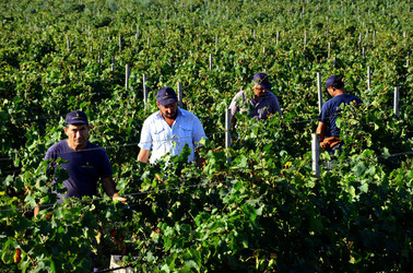 VENDEMMIA a Mazzara del Vallo in Sicilia con i contadini. Fotografie di Giulio Azzarello ©2016. VENDEMMIA a Mazzara del Vallo in Sicilia con i contadini. Fotografie di Giulio Azzarello ©2016.
