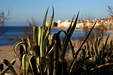 AGAVE selvatica sul mare in Sicilia a Cefalù. Fotografie di Giulio Azzarello ©2014. AGAVE selvatica sul mare in Sicilia a Cefalù. Fotografie di Giulio Azzarello ©2014.