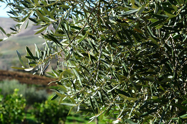 ULIVETO in autunno. Fotografie di Giulio Azzarello ©2014. ULIVETO in autunno. Fotografie di Giulio Azzarello ©2014.