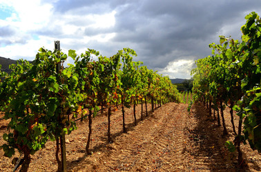 VENDEMMIA di AUTUNNO a S.Cristina Gela in Sicilia. Fotografie di Giulio Azzarello &copy;2016.
