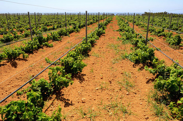VIGNETO GIOVANE in Sicilia fotografie di Giulio Azzarello &copy;2016.