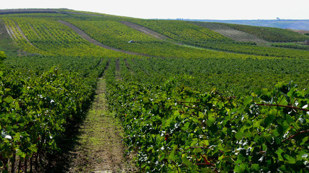VIGNETO tipico siciliano a Salemi panoramiche e particolari. Fotografie di Giulio Azzarello &copy;2014.
