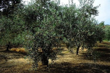 FRANTOIO GULLO ad Aliminusa in Sicilia. Fotografie di Giulio Azzarello &copy;2018.