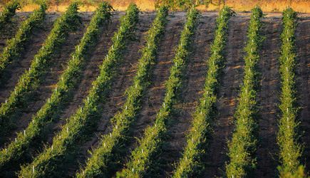 VIGNETO GIOVANE in Sicilia fotografie di Giulio Azzarello &copy;2016.