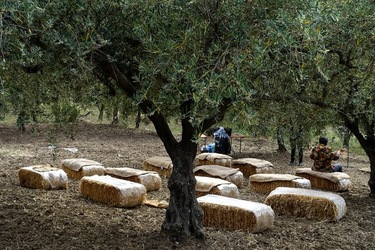 ULIVETO SICILIANO. Fotografie di Giulio Azzarello ©2022.