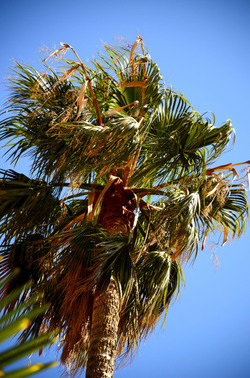 MACCHIA MEDITERRANEA in Sicilia. Fotografie di Giulio Azzarello &copy;2106.