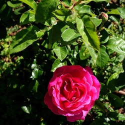 ROSETO. Fotografie di Giulio Azzarello &copy;2022.