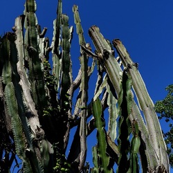 GIARDINO. Fotografie di Giulio Azzarello ©2022.
