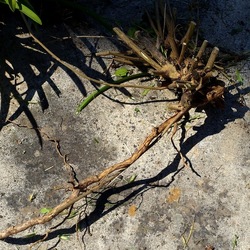 GIARDINO SICILIANO. Fotografie di Giulio Azzarello &copy;2024.