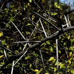 ORTO BOTANICO. Fotografie di Giulio Azzarello &copy;2024.