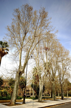 VILLA BONANNO a Palermo. Fotografie di Giulio Azzarello &copy;2016.