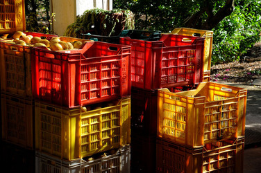 LIMONI di Sicilia coltivati in modo biologico. Fotografie di Giulio Azzarello &copy;2014.