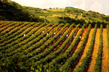 VENDEMMIA di AUTUNNO a S.Cristina Gela in Sicilia. Fotografie di Giulio Azzarello &copy;2016.