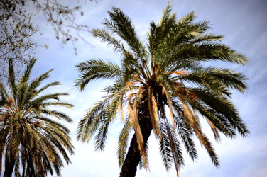 VILLA BONANNO a Palermo. Fotografie di Giulio Azzarello &copy;2016.