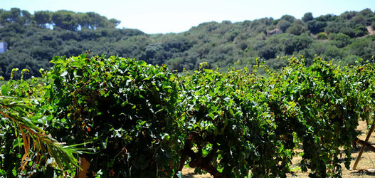 GORGHI TONDI oasi di vigneti e piante Mazzara del Vallo in Sicilia. Foto di Giulio Azzarello ©2016. GORGHI TONDI oasi di vigneti e piante Mazzara del Vallo in Sicilia. Foto di Giulio Azzarello ©2016.