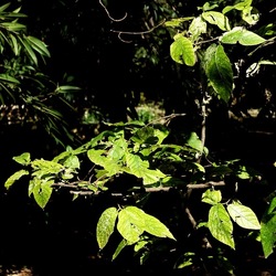ORTO BOTANICO DI PALERMO. Fotografie di Giulio Azzarello ©2022. ORTO BOTANICO DI PALERMO. Fotografie di Giulio Azzarello ©2022.