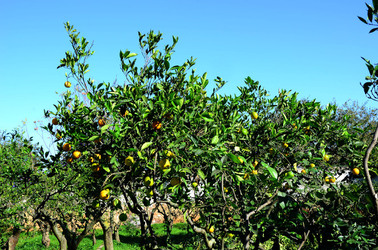 AGRUMETO SICILIANO in autunno. Fotografie di Giulio Azzarello &copy;2014.