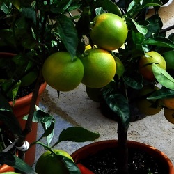 ORTO BOTANICO di PALERMO. Fotografie di Giulio Azzarello ©2019.