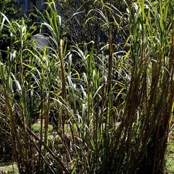ORTO BOTANICO DI PALERMO. Fotografie di Giulio Azzarello ©2022. ORTO BOTANICO DI PALERMO. Fotografie di Giulio Azzarello ©2022.