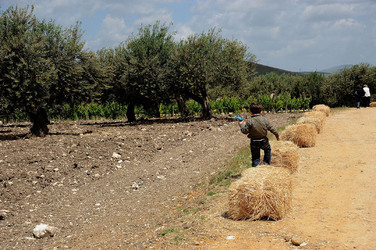 VIGNETO AGRITURISTICO PLANETA a Sambuca di Sicilia. Fotografie di Giulio Azzarello &copy;2014.
