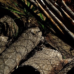 RAMI E ROVI. Fotografie di Giulio Azzarello ©2023. RAMI E ROVI. Fotografie di Giulio Azzarello ©2023.