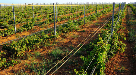 VIGNETO GIOVANE in Sicilia fotografie di Giulio Azzarello &copy;2016.