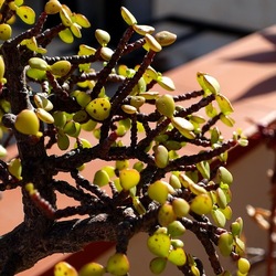 BONSAI. Fotografie di Giulio Azzarello &copy;2022.