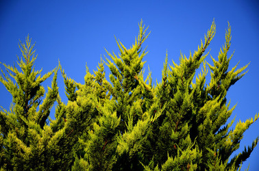 ISOLA DI USTICA la natura. Fotografie di Giulio Azzarello &copy;2016.