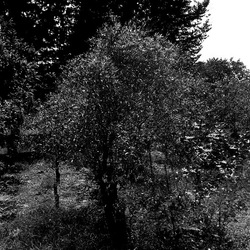 ROSE fotografie di Giulio Azzarello ©2021. ROSE fotografie di Giulio Azzarello ©2021.