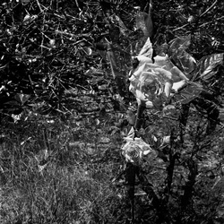 ROSE fotografie di Giulio Azzarello ©2021. ROSE fotografie di Giulio Azzarello ©2021.