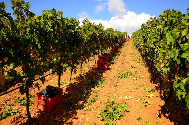 VENDEMMIA di AUTUNNO a S.Cristina Gela in Sicilia. Fotografie di Giulio Azzarello &copy;2016.
