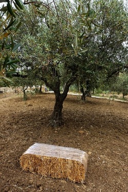 ULIVETO SICILIANO. Fotografie di Giulio Azzarello ©2022.