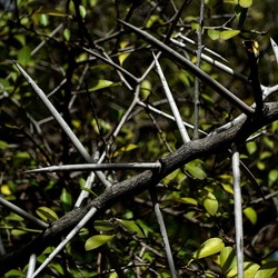 ORTO BOTANICO. Fotografie di Giulio Azzarello &copy;2024.