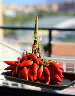 PEPERONCINO fotografie di Giulio Azzarello ©2014. PEPERONCINO fotografie di Giulio Azzarello ©2014.