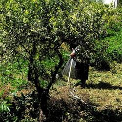 GIARDINO SICILIANO. Fotografie di Giulio Azzarello &copy;2024.