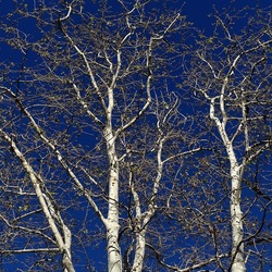 ALBERI. Fotografie di Giulio Azzarello &copy;2024.