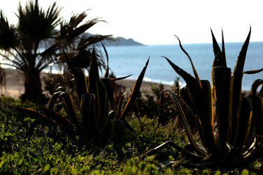 AGAVE selvatica sul mare in Sicilia a Cefalù. Fotografie di Giulio Azzarello ©2014. AGAVE selvatica sul mare in Sicilia a Cefalù. Fotografie di Giulio Azzarello ©2014.